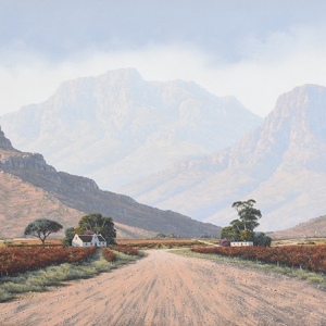 Karoo Vineyard